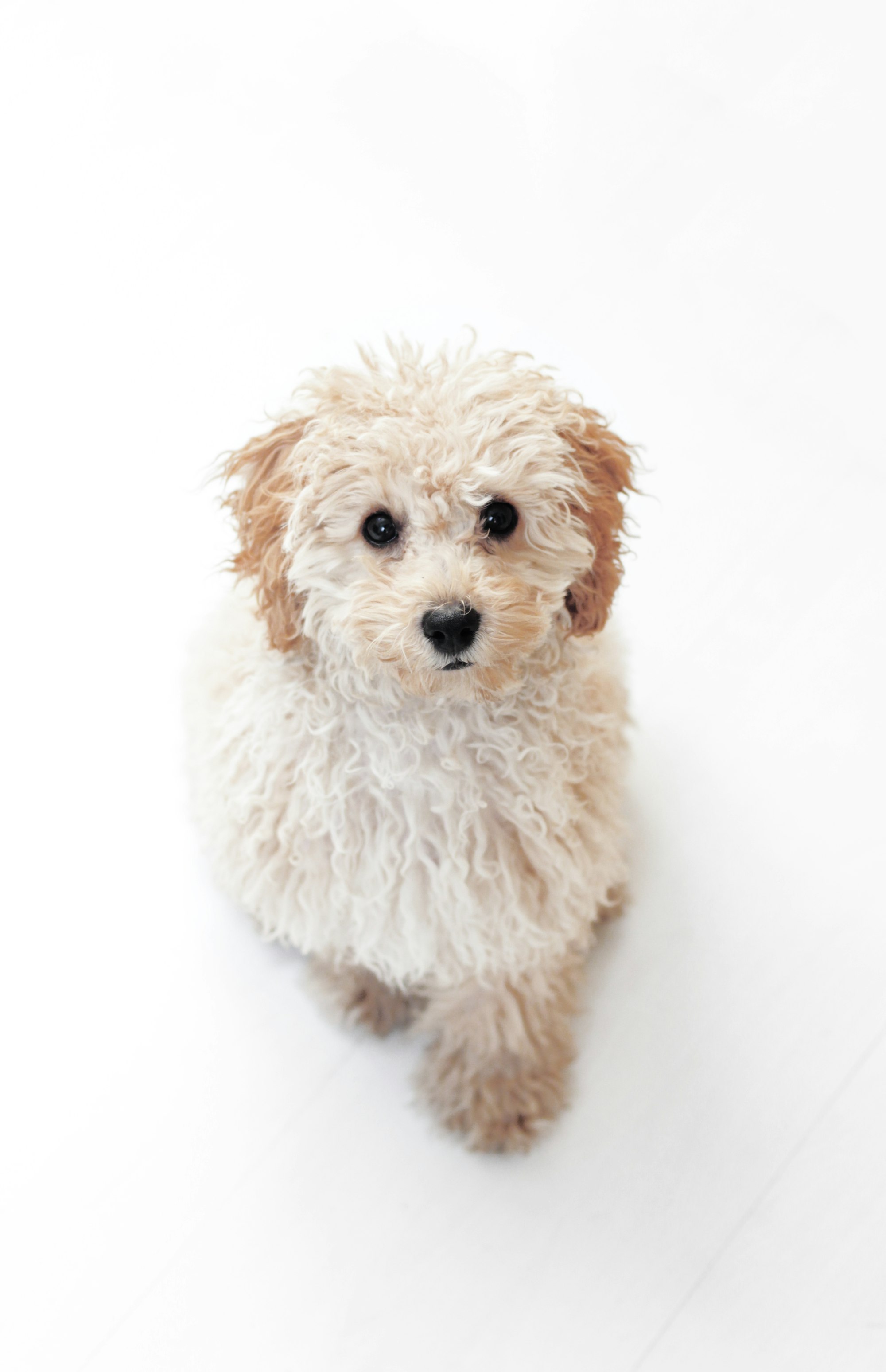 A cream curly-coated puppy sitting and looking up at the camera