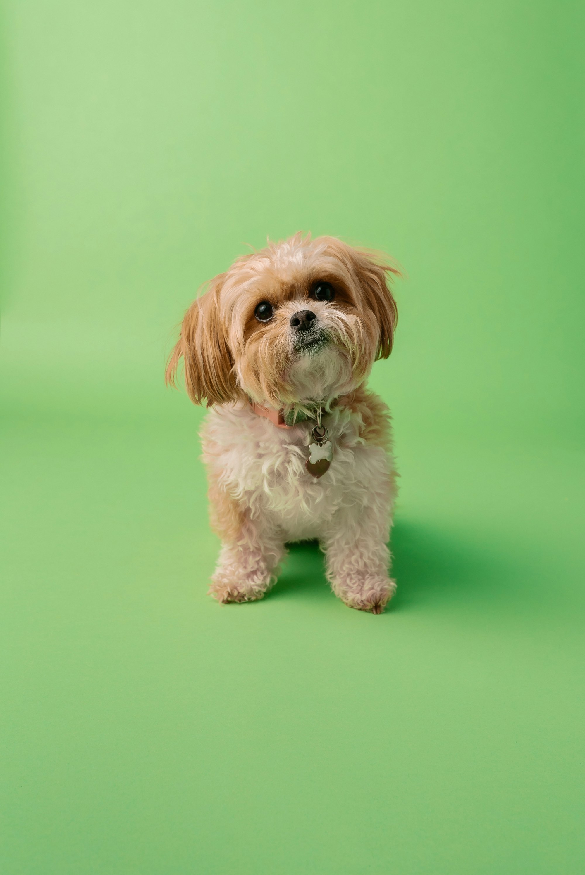 A small fluffy tan dog wearing a name tag, standing on a green backdrop