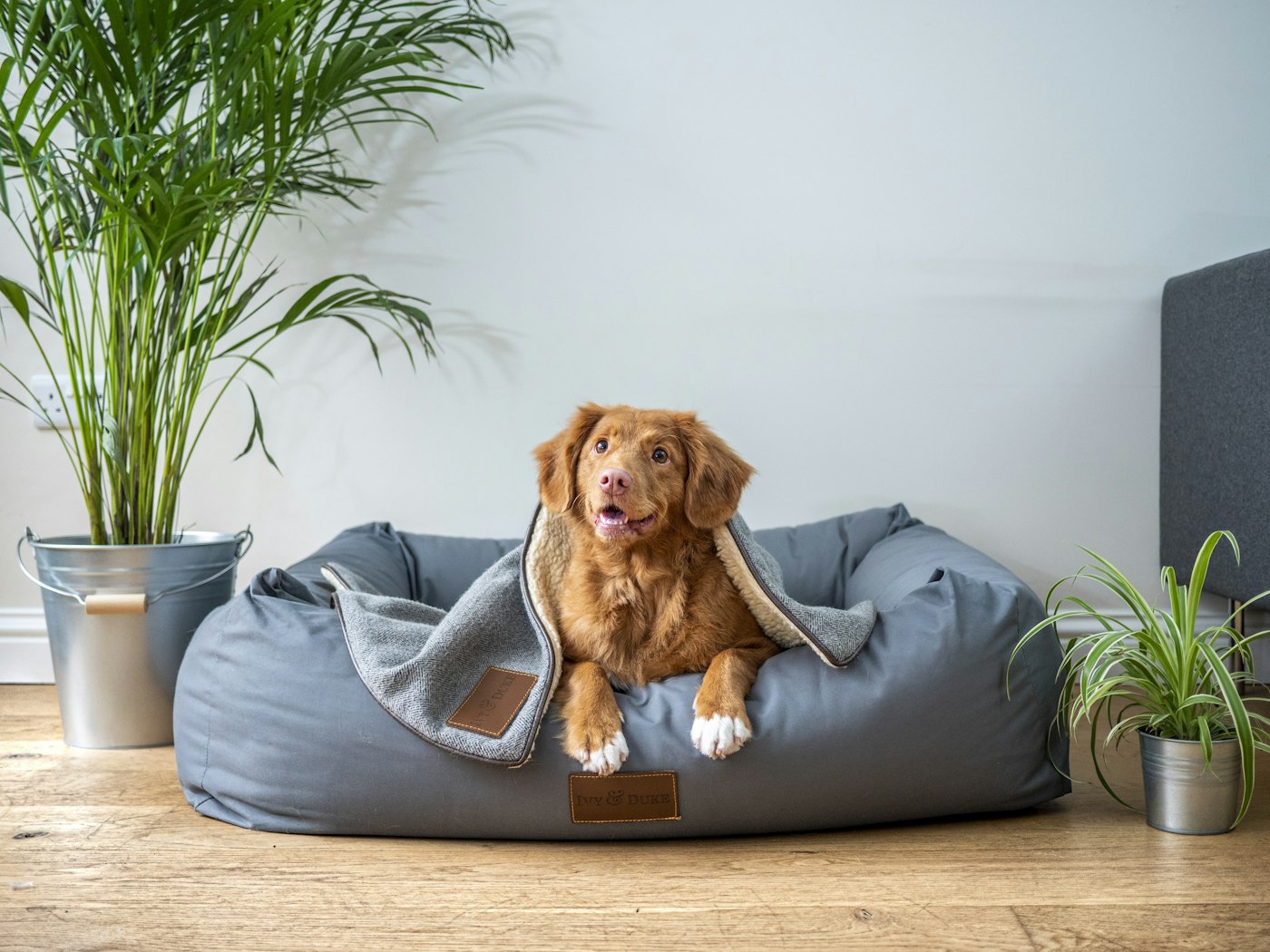 A ginger dog resting in a grey dog bed with a blanket, beside two house plants