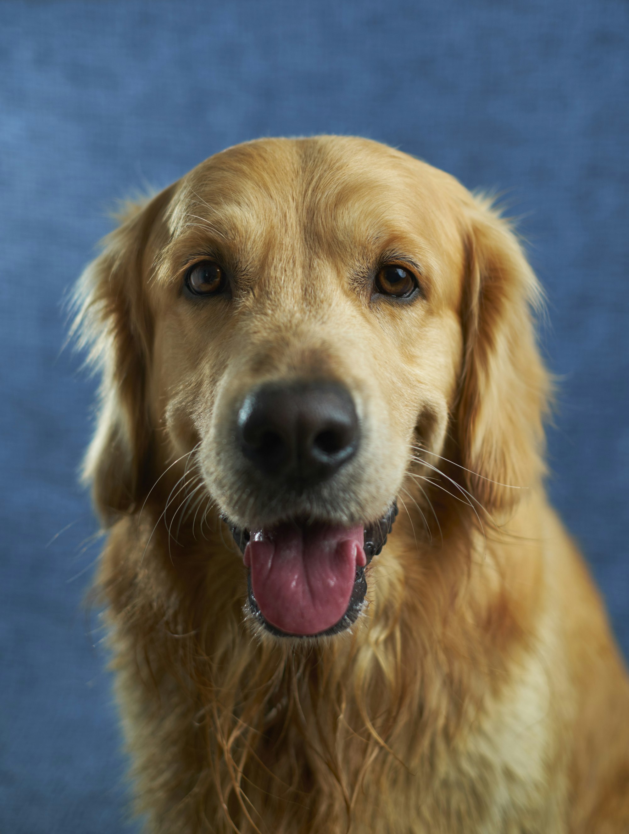 A golden retriever looking up at the camera, mouth open, against a blue backdrop