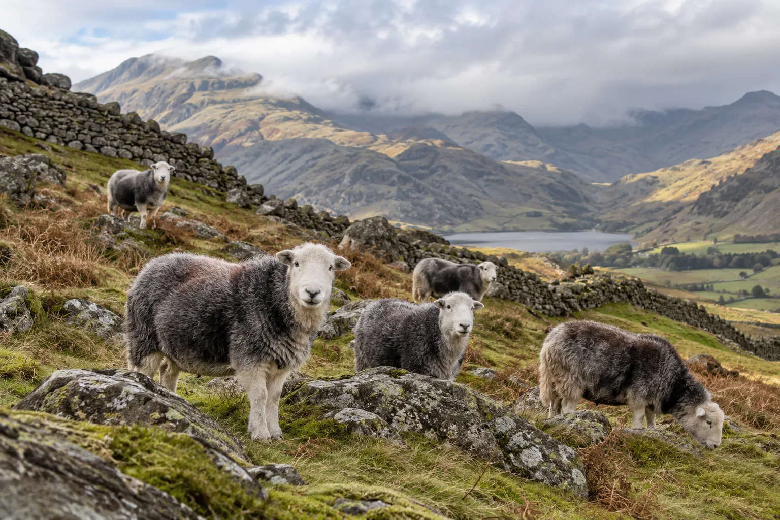Herdwick sheep on a rocky fellside between dry-stone walls